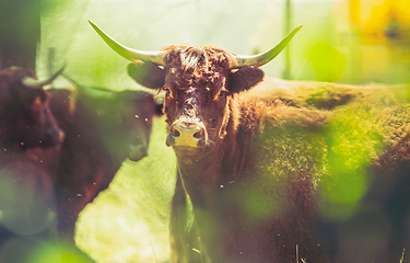 Image showing Red Salers cows observed through enlighted foliage, real creativ