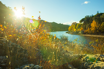 Image showing Autumn colorful fall landscape against the light. Photography ta