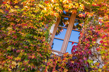 Image showing Window surrounded by ivy with autumn facade