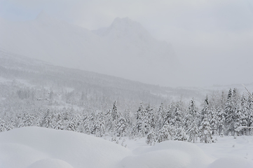 Image showing Winter Wonderland, Snow-Covered Trees and Landscape During a Hea