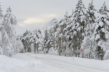 Image showing Snow-Covered Trees Flanking a Glistening Winter Road at Dusk