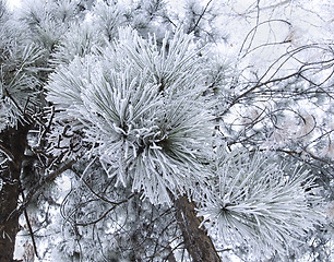 Image showing snowy pin branches