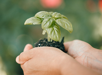 Image showing Earth day, plant and soil in hand with growth in hands for sustainability and development of eco friendly environment or carbon footprint. Garden, green energy and nature with leafs growing in dirt.