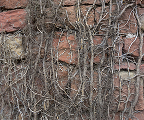 Image showing stone wall with climbing plant