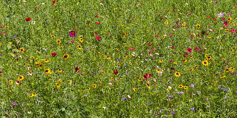 Image showing colorful wildflower meadow