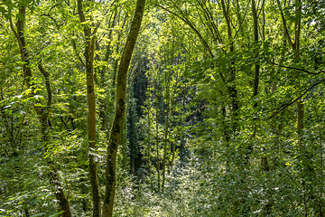 Image showing dense forest vegetation