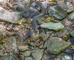 Image showing Grass snake and frog