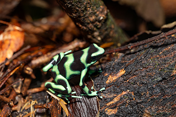 Image showing Green-and-black poison dart frog (Dendrobates auratus), Arenal, Costa Rica