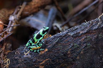 Image showing Green-and-black poison dart frog (Dendrobates auratus), Arenal, Costa Rica