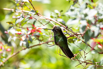 Image showing violet-headed hummingbird (Klais guimeti), San Gerardo de Dota, Costa Rica.