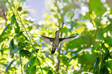 Image showing violet-headed hummingbird (Klais guimeti), San Gerardo de Dota, Costa Rica.