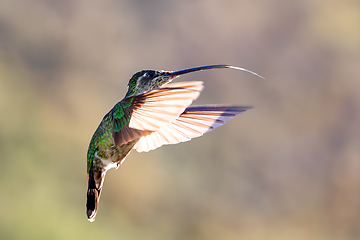 Image showing violet-headed hummingbird (Klais guimeti), San Gerardo de Dota, Costa Rica.