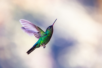 Image showing violet-headed hummingbird (Klais guimeti), San Gerardo de Dota, Costa Rica.