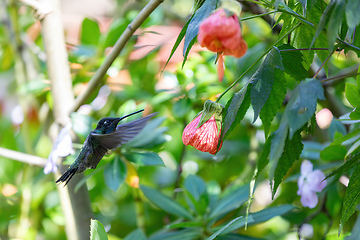 Image showing violet-headed hummingbird (Klais guimeti), San Gerardo de Dota, Costa Rica.