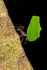 Image showing Leafcutter ant (Atta cephalotes), Costa Rica wildlife