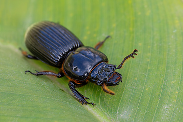 Image showing Patent-leather beetle, horned passalus - Odontotaenius disjunctus, Costa Rica instect