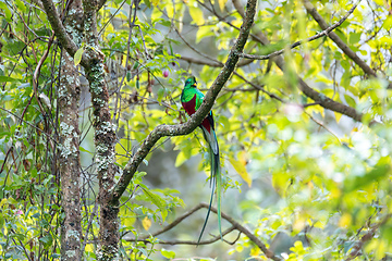 Image showing Resplendent quetzal (Pharomachrus mocinno), San Gerardo de Dota, Wildlife and bird watching in Costa Rica.