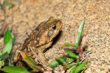 Image showing Rhinella horribilis, giant toad located in Mesoamerica and north-western South America. Costa Rica wildlife