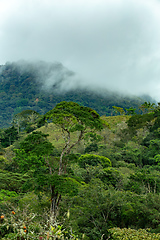 Image showing Dense Tropical Rain Forest with mist, Costa Rica