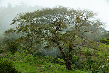 Image showing Dense Tropical Rain Forest with mist, Costa Rica