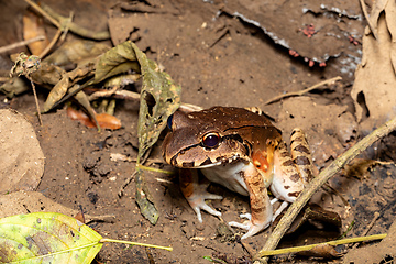 Image showing Savages thin-toed frog (Leptodactylus savagei), Carara National Park, Tarcoles, Costa Rica wildlife.