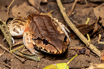 Image showing Savages thin-toed frog (Leptodactylus savagei), Carara National Park, Tarcoles, Costa Rica wildlife.