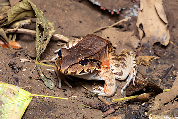 Image showing Savages thin-toed frog (Leptodactylus savagei), Carara National Park, Tarcoles, Costa Rica wildlife.