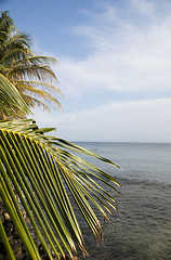 Image showing palm tree over the caribbean sea