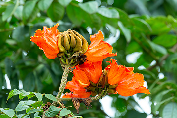 Image showing Spathodea campanulata, Spathodea is a genus in the plant family Bignoniaceae. Costa Rica