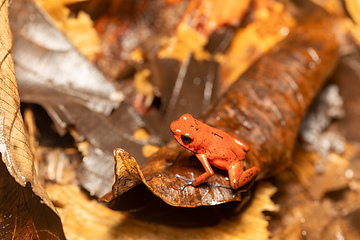 Image showing Strawberry poison-dart frog, Oophaga pumilio, formerly Dendrobates pumilio, Tortuguero, Costa Rica wildlife
