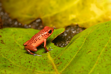 Image showing Strawberry poison-dart frog, Oophaga pumilio, formerly Dendrobates pumilio, Tortuguero, Costa Rica wildlife