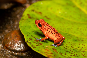 Image showing Strawberry poison-dart frog, Oophaga pumilio, formerly Dendrobates pumilio, Tortuguero, Costa Rica wildlife