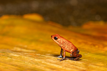 Image showing Strawberry poison-dart frog, Oophaga pumilio, formerly Dendrobates pumilio, Tortuguero, Costa Rica wildlife