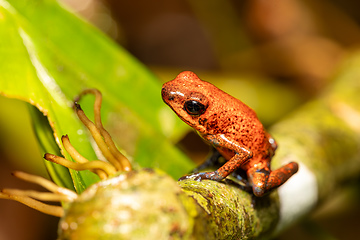 Image showing Strawberry poison-dart frog, Oophaga pumilio, formerly Dendrobates pumilio, Tortuguero, Costa Rica wildlife