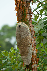 Image showing Warrior Wasp nest- Synoeca sp, Synoeca. Sabanas, Costa Rica wildlife