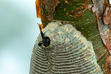 Image showing Warrior Wasp nest- Synoeca sp, Synoeca. Sabanas, Costa Rica wildlife