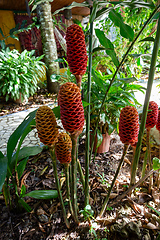 Image showing Zingiber spectabile Griff, ginger flower in garden. Orosi, Costa Rica plant