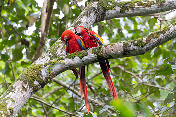 Image showing Scarlet macaw, Ara macao, Quepos Costa Rica.