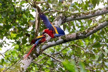 Image showing Scarlet macaw, Ara macao, Quepos Costa Rica.