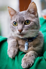 Image showing Chartreux Cat 