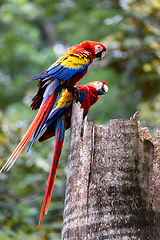 Image showing Scarlet macaw, Ara macao, Quepos Costa Rica.