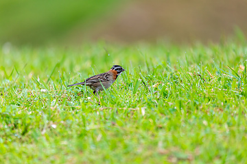 Image showing Rufous-collared sparrow or Andean sparrow, San Gerardo de Dota, Wildlife and bird watching in Costa Rica.