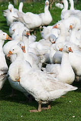 Image showing gaggle of geese