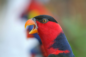 Image showing Black-capped Lory talking