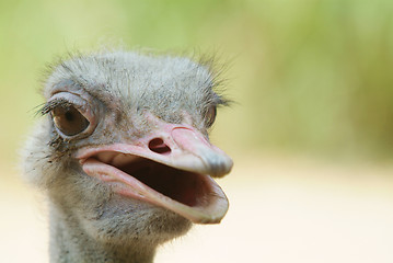 Image showing Ugly ostrich