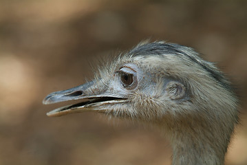 Image showing Head of young ostrich