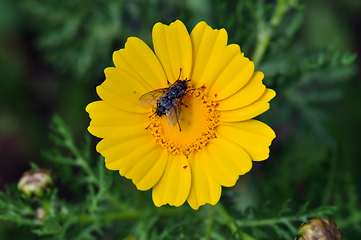 Image showing fly on yellow flower