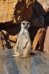 Image showing funny meerkat animal