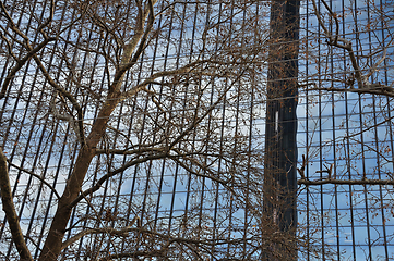 Image showing glass facade and tree branches