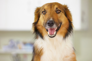 Image showing Happy, Border Collie and portrait of dog at vet with health, wellness or insurance for pet. Dogs, face or animal in veterinary office, hospital or smile in clinic for vaccine and rescue from shelter